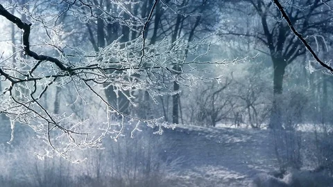 Winter Scenery And Falling Snow Stock-Footage 95525688