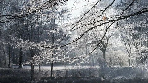 Winter Scenery And Falling Snow Vídeo Stock 95525977