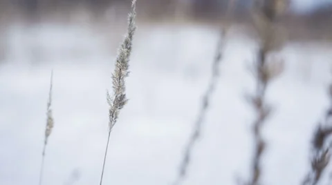 Winter Scenery Background Video stock 34817630