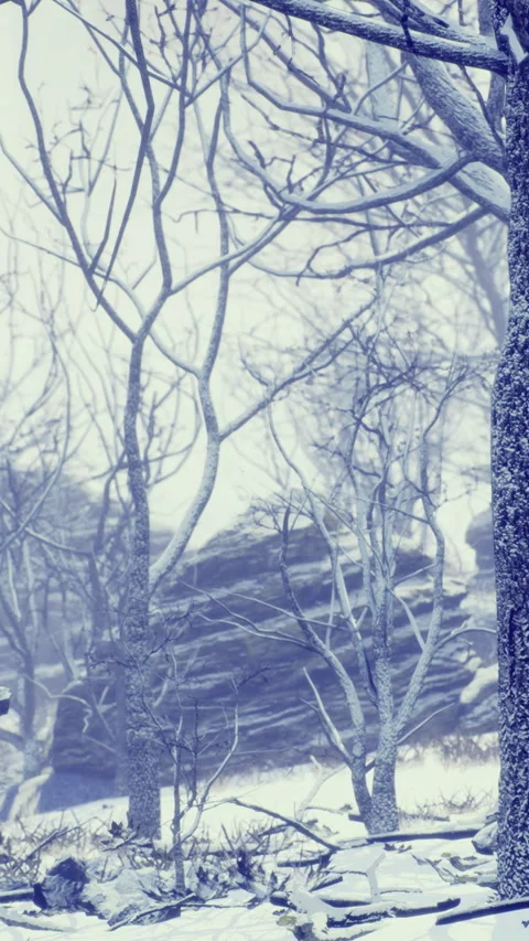 Winter scenery with bare trees and rocky landscape in snow Stock Footage 335974375