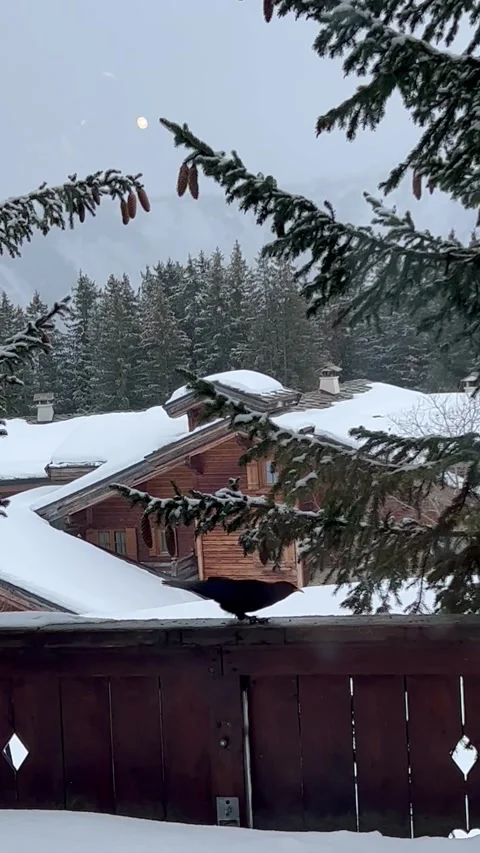 Winter scenery with a bird jumping on the terrace Stock Footage 337203661