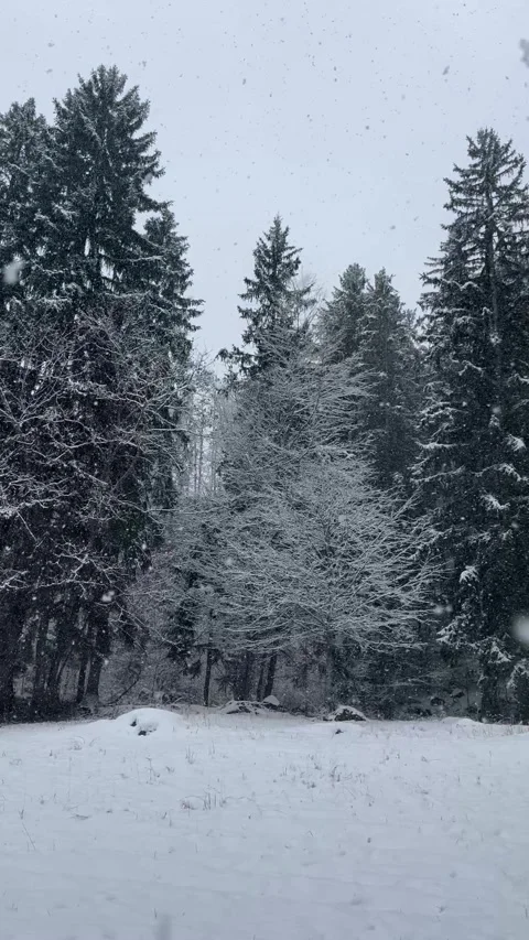 Winter scenery in a forest on a snowing day Stock Footage 337136006