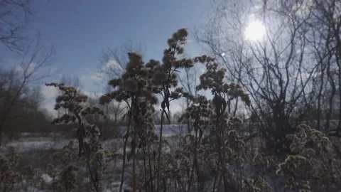 Winter scenery with grass Stock Footage 148442256