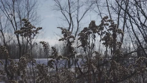 Winter scenery with grass Stock Footage 148442260