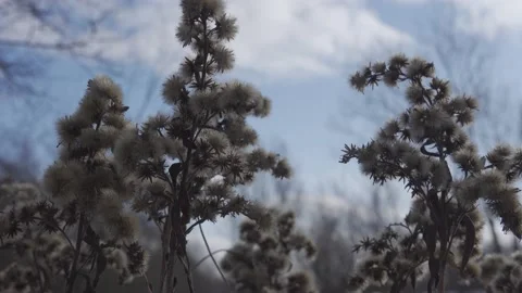 Winter scenery with grass Stock Footage 148442315