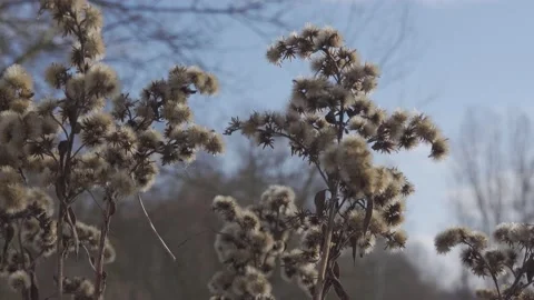 Winter scenery with grass Stock Footage 148442329