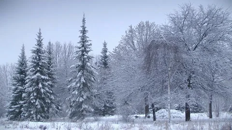 Winter scenery, it snows Stock-Footage 1056191