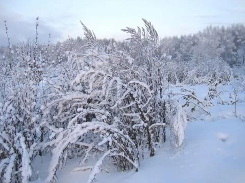 Winter scenery Stock Photos