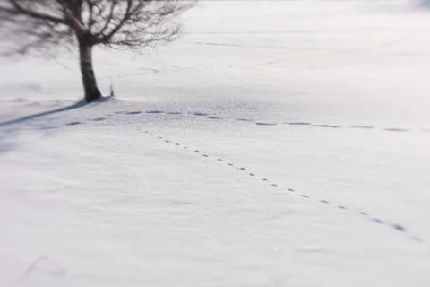 Winter scenery Stock Photos
