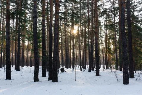 Winter scenery with pine forest covered with white snow. Selective focus.. Stock Photos