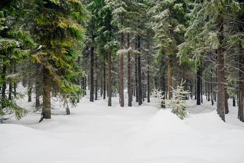 Winter Scenery Pine Trees Covered With Snow Stock Photos