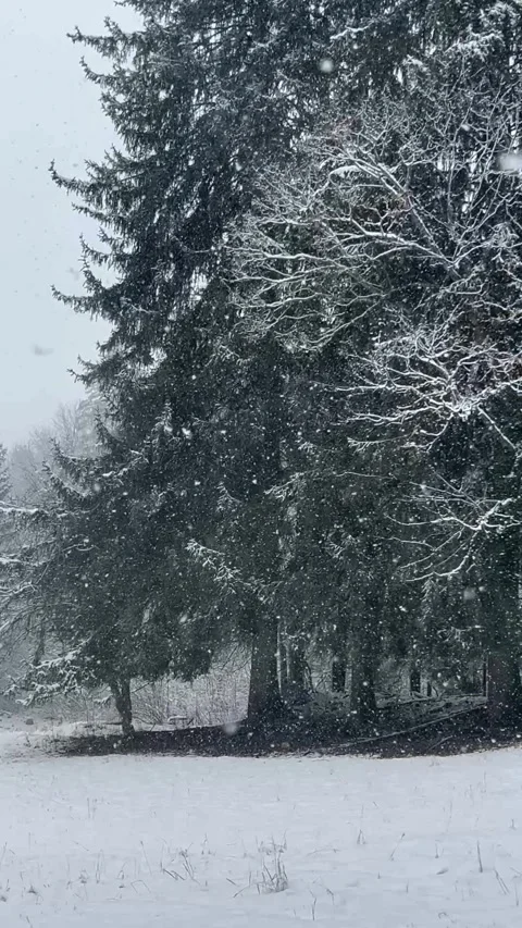 Winter scenery with pine trees on the slopes on a snowing day Stock Footage 337136007