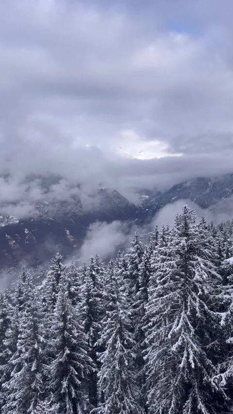 Winter scenery with pine trees under snow in french alps 動画素材 336960484