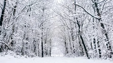 Winter scenery on the road between the trees in the forest Stock Photos