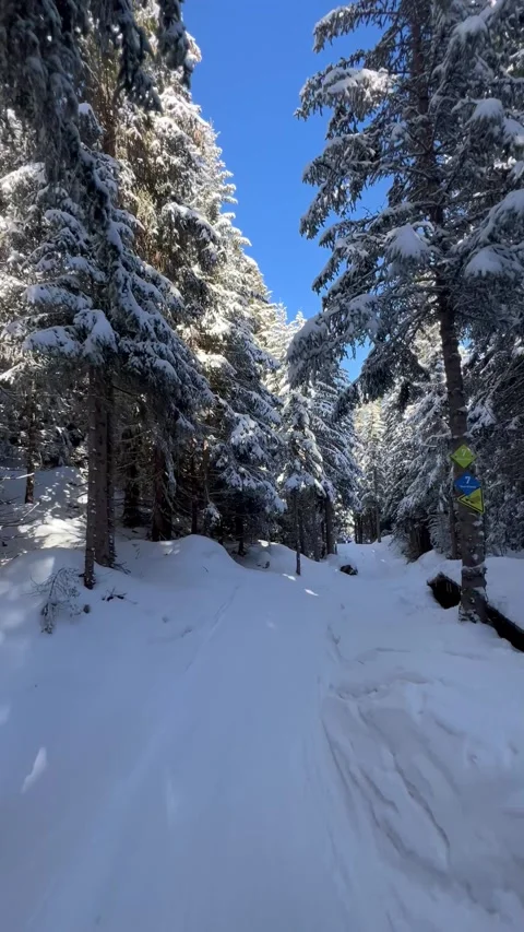 Winter scenery of a skier recording while skiing in the forest Stock Footage 337004145