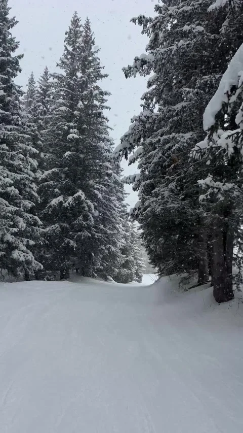 Winter scenery of a skier recording while skiing in the forest Stock Footage 337230744