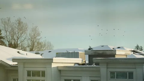 Winter Scenery with Snow-Covered Rooftops and Flying Birds Stock Footage 271200940