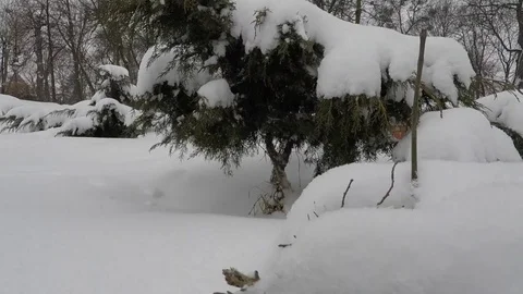 Winter scenery with snow falling slowly and spruce covered with snow Vidéo 72474244