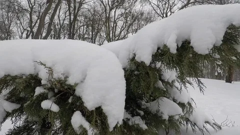 Winter scenery with snow falling slowly and spruce covered with snow Vidéo 72475601