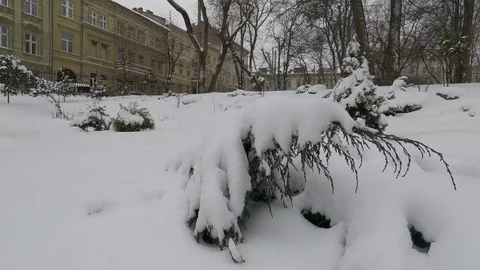 Winter scenery with snow falling slowly and spruce covered with snow Vidéo 72476703