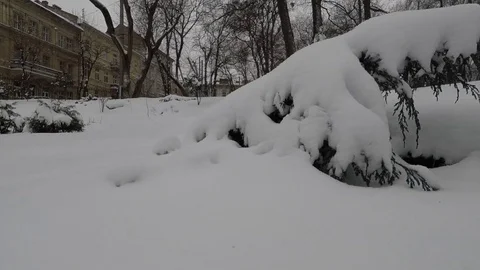 Winter scenery with snow falling slowly and spruce covered with snow Vidéo 72477762