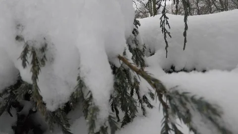 Winter scenery with snow falling slowly and spruce covered with snow Stock Footage 72479587