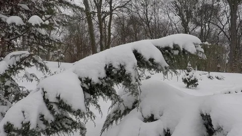 Winter scenery with snow falling slowly and spruce covered with snow Stock Footage 72480524