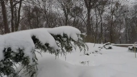 Winter scenery with snow falling slowly and spruce covered with snow Stock Footage 72482518