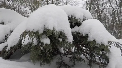 Winter scenery with snow falling slowly and spruce covered with snow Stock Footage 72485197