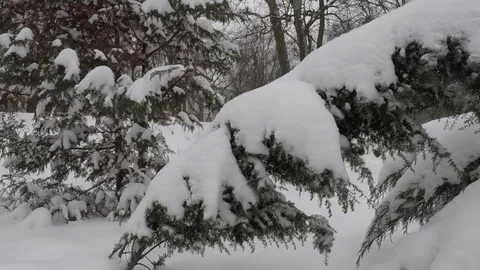 Winter scenery with snow falling slowly and spruce covered with snow Stock Footage 72486378