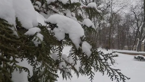 Winter scenery with snow falling slowly and spruce covered with snow Stock Footage 72487666