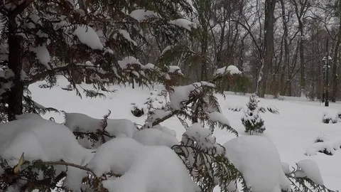 Winter scenery with snow falling slowly and spruce covered with snow Stock Footage 72489589