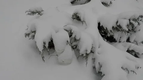 Winter scenery with snow falling slowly and spruce covered with snow Stock Footage 72491431