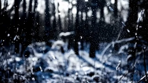 Winter Scenery of Snowflakes Falling Gently in Forest with Blurred Trees a .. Stock Footage 321948268