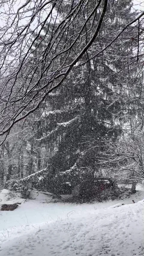 Winter scenery on a snowing day in forest Stock Footage 337069812