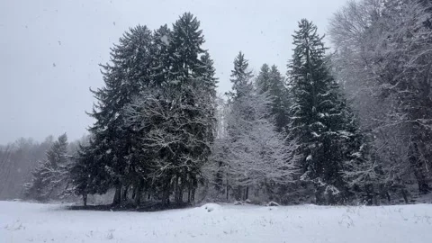 Winter scenery on a snowing day in a forest in French alps Stock Footage 337135813