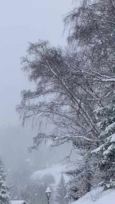 Winter scenery on a snowing day in forest,trees covered with snow Stock Footage 336961343