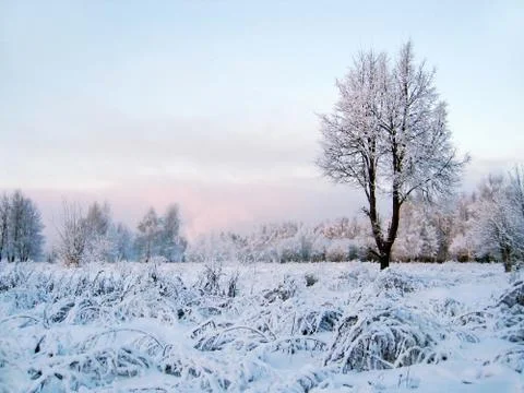 Winter scenery with tree Stock Photos