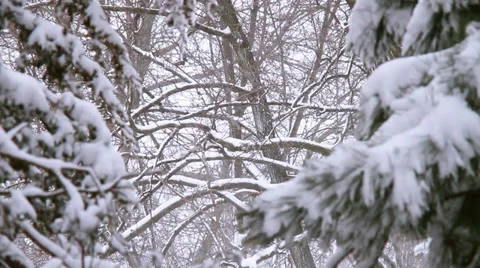 Winter Scenes Forest Video stock 33521572