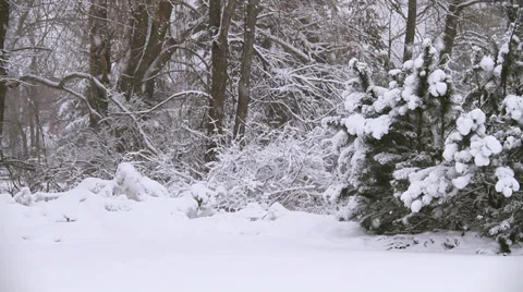 Winter Scenes Ground Cover Stock Footage 33523163