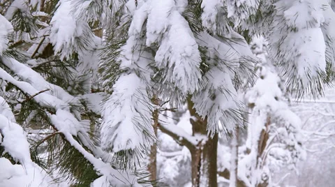 Winter Scenes Hanging Needles 動画素材 33523793