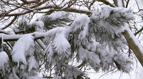 Winter Scenes Hanging Needles WS 動画素材 33523270