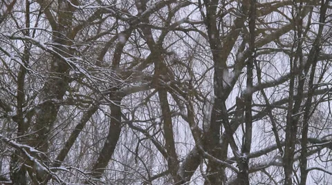 Winter Scenes Loaming Snow Storm 스톡 동영상 33524982