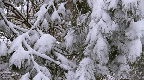 Winter Scenes Pine Tree Vídeo Stock 33523205