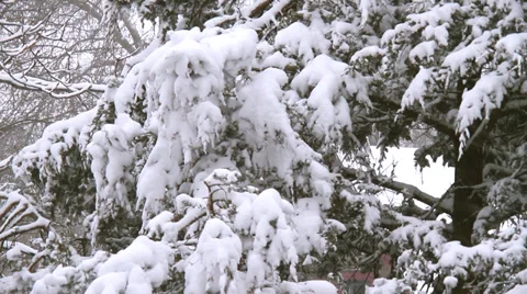 Winter Scenes Snow Cover Video stock 33525201