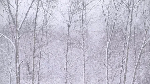 Winter Scenes Tops of Trees Stock Footage 33525959