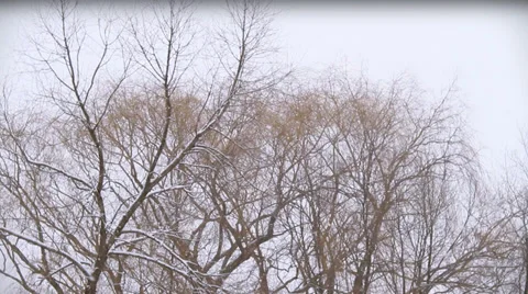 Winter Scenes Tops of Trees Willow 動画素材 33524981