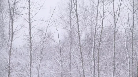 Winter Scenes Tops of Trees WS Stock Footage 33525712