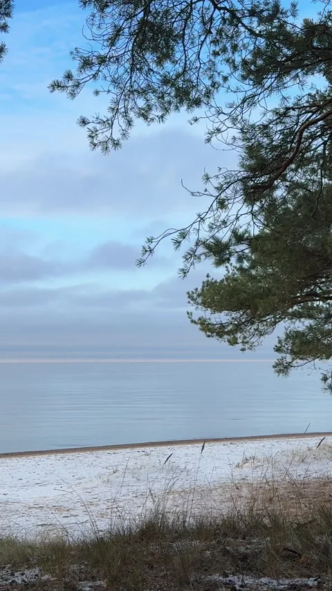 Winter Sea and Pine Trunk Stock Footage 322051869