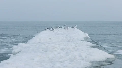 Winter sea seagulls Stock Footage 44246390